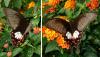 Papilio polytes